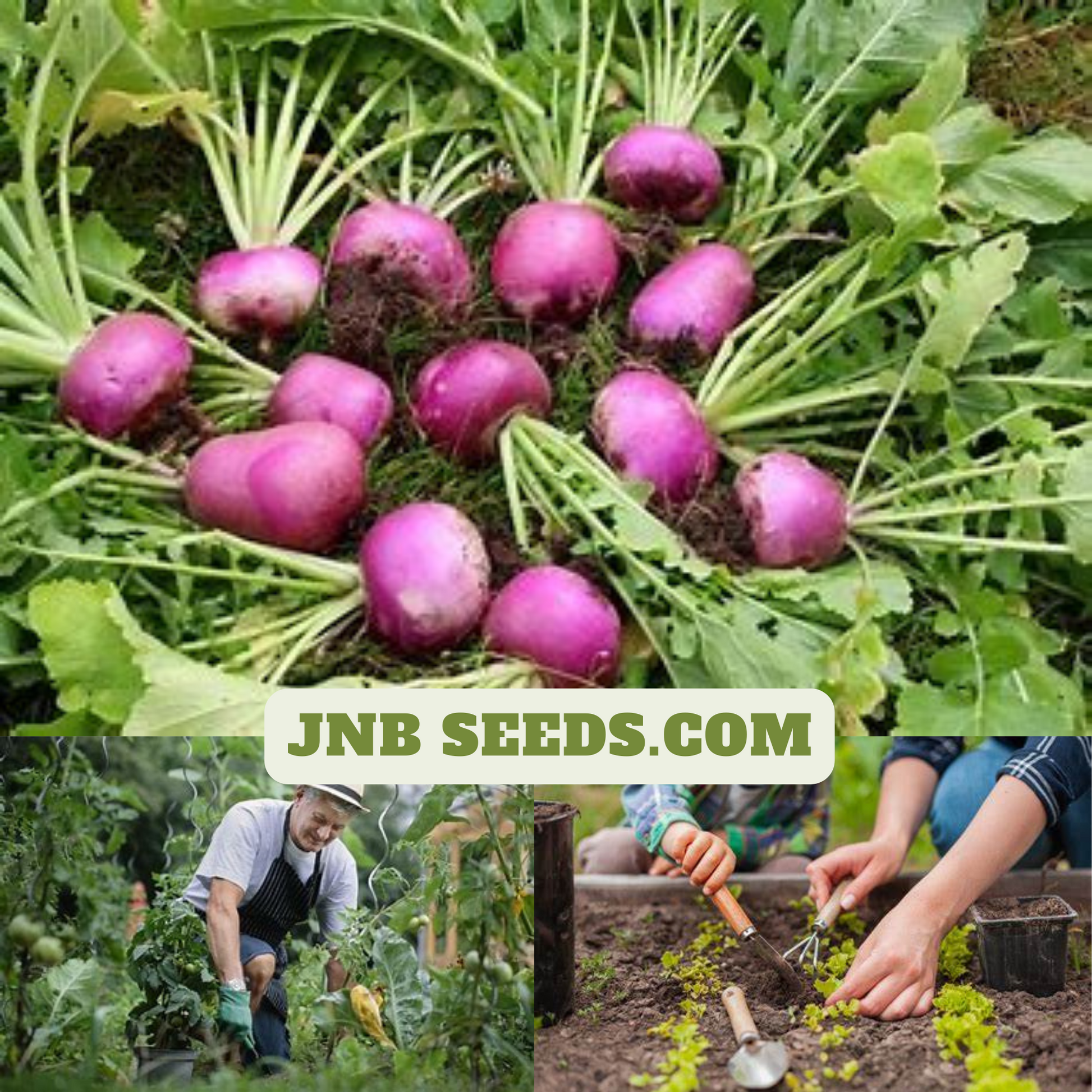 Purple Turnip Freshly Harvest in your Backyard. Navet violet fraîchement récolté dans votre jardin.