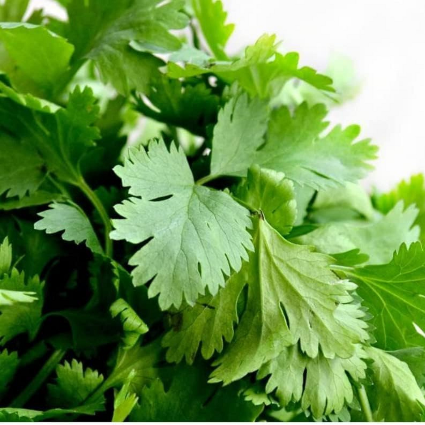 An intricate view of green cilantro, captured in a close-up shot. Une vue complexe de coriandre verte, capturée en gros plan.