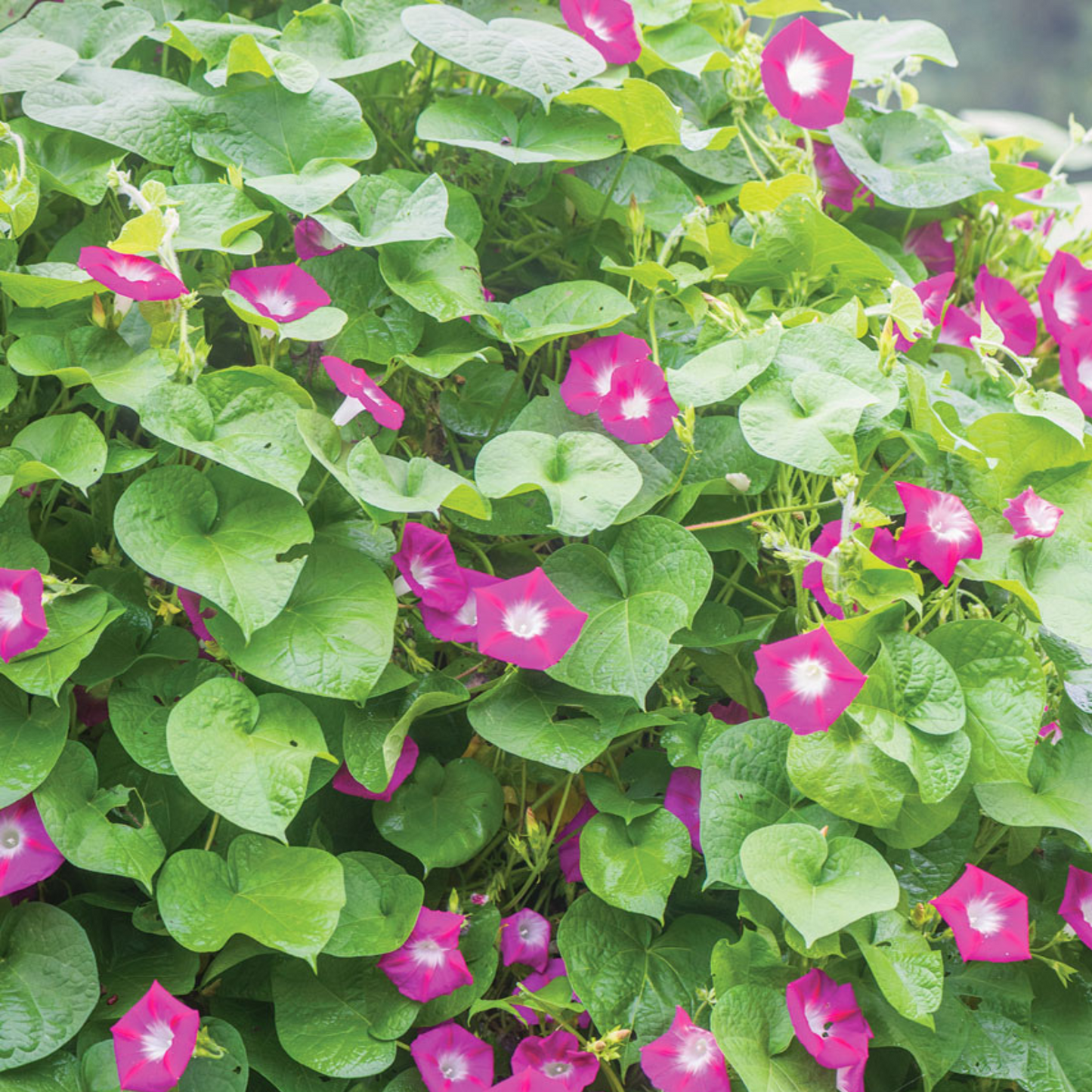 Vivid red flowers nestled in a bed of green leaves. Des fleurs rouge vif nichées dans un lit de feuilles vertes.