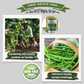 Green beans versatile ingredient for culinary dishes. Les haricots verts, un ingrédient polyvalent pour les plats culinaires.