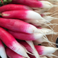 Grow a fast-maturing mild tasting radish in your gardens Cultivez un radis à maturation rapide et au goût doux dans vos jardins