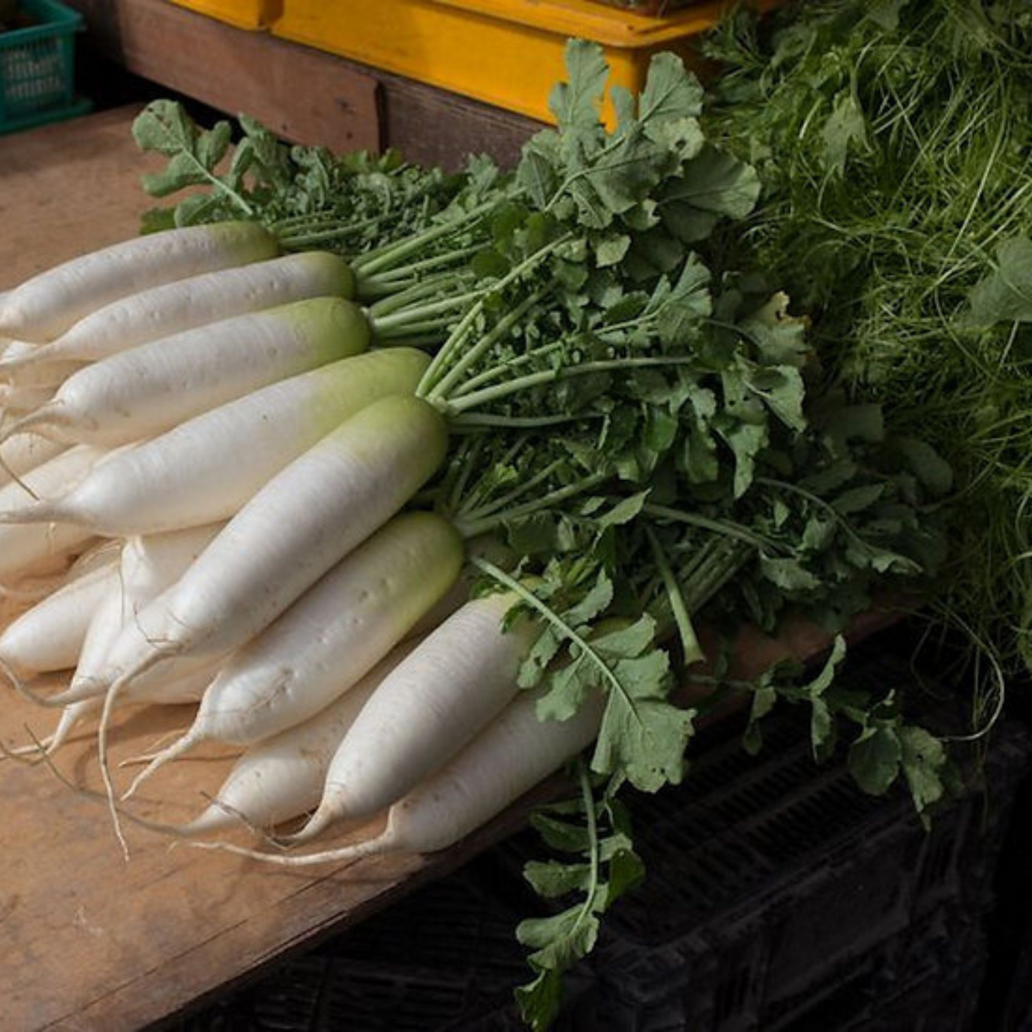 Resembles a plump white carrot and can be eaten raw. Ressemble à une carotte blanche dodue et peut être consommée crue.