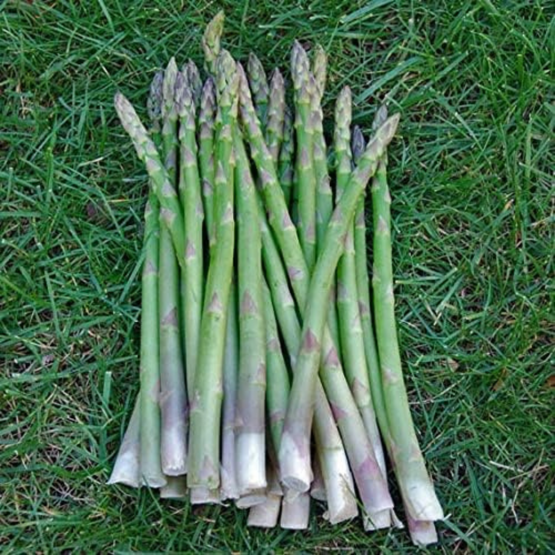 Asparagus in a grass, already cut the excess leaves. Asperges dans l’herbe, déjà couper les feuilles en excès.