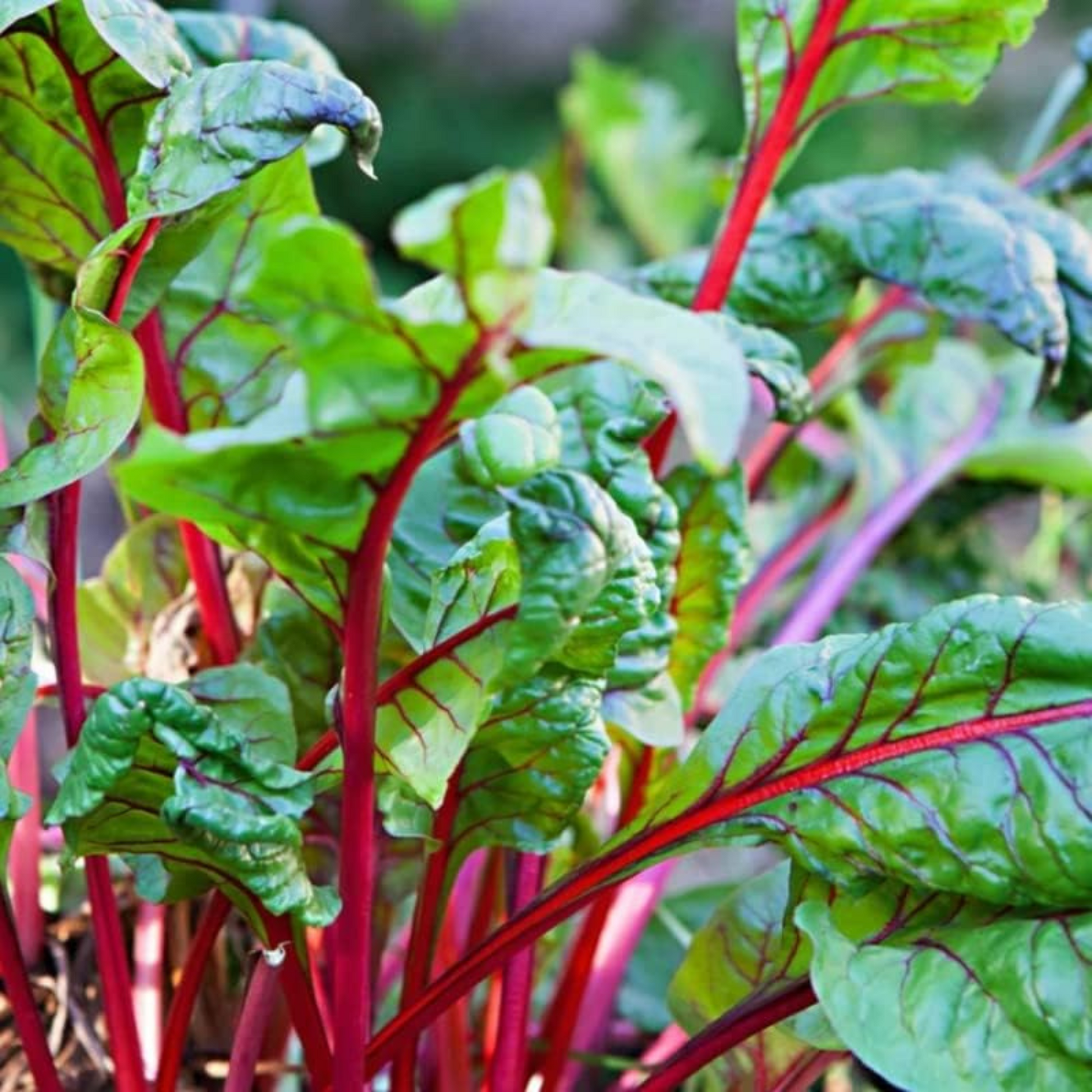 Plant Ruby Red Swiss Chard for a colorful harvest. Plantez de la bette à carde rouge rubis pour une récolte colorée. 