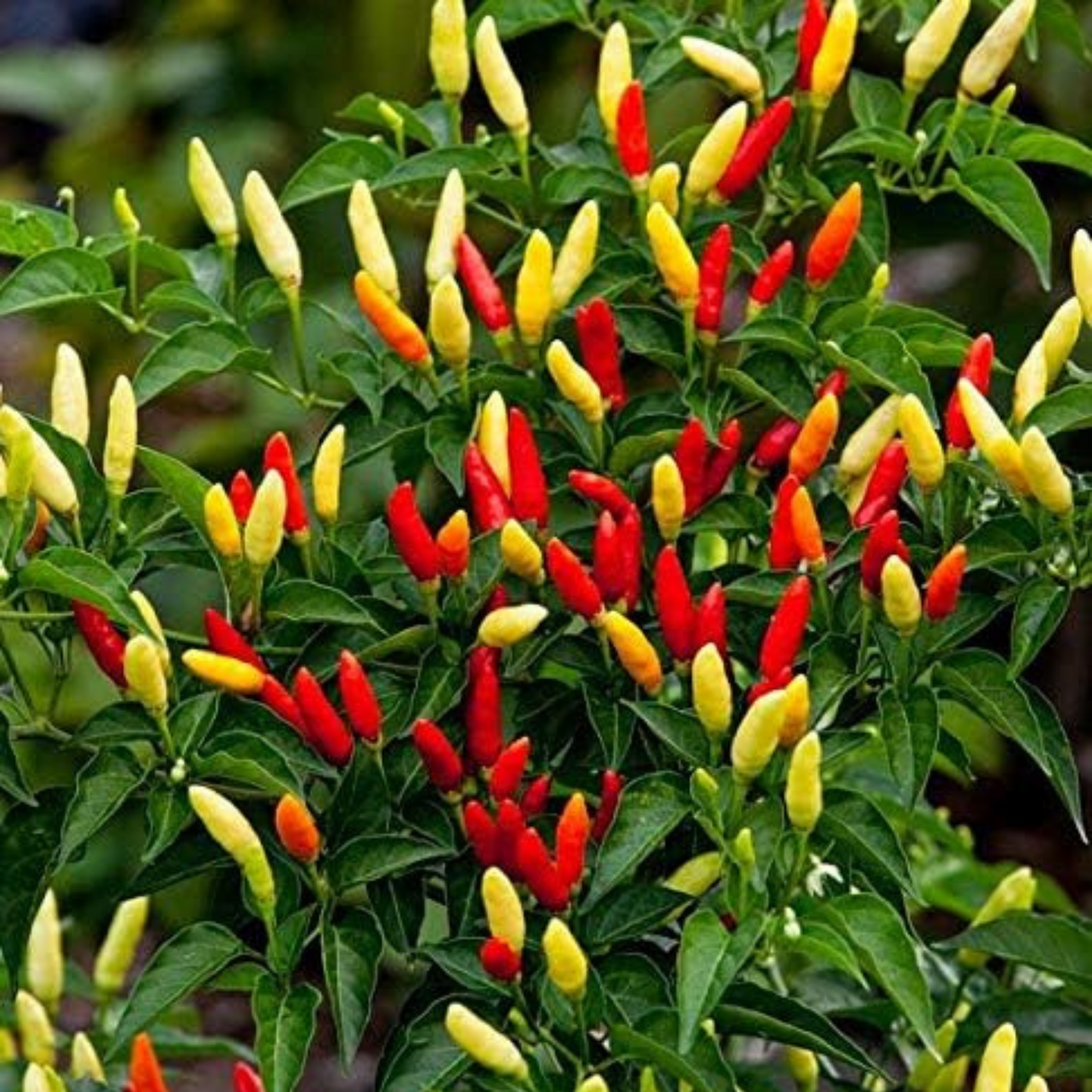 Perfect for growing your own fiery peppers at home. Parfait pour cultiver vos propres poivrons ardents à la maison.