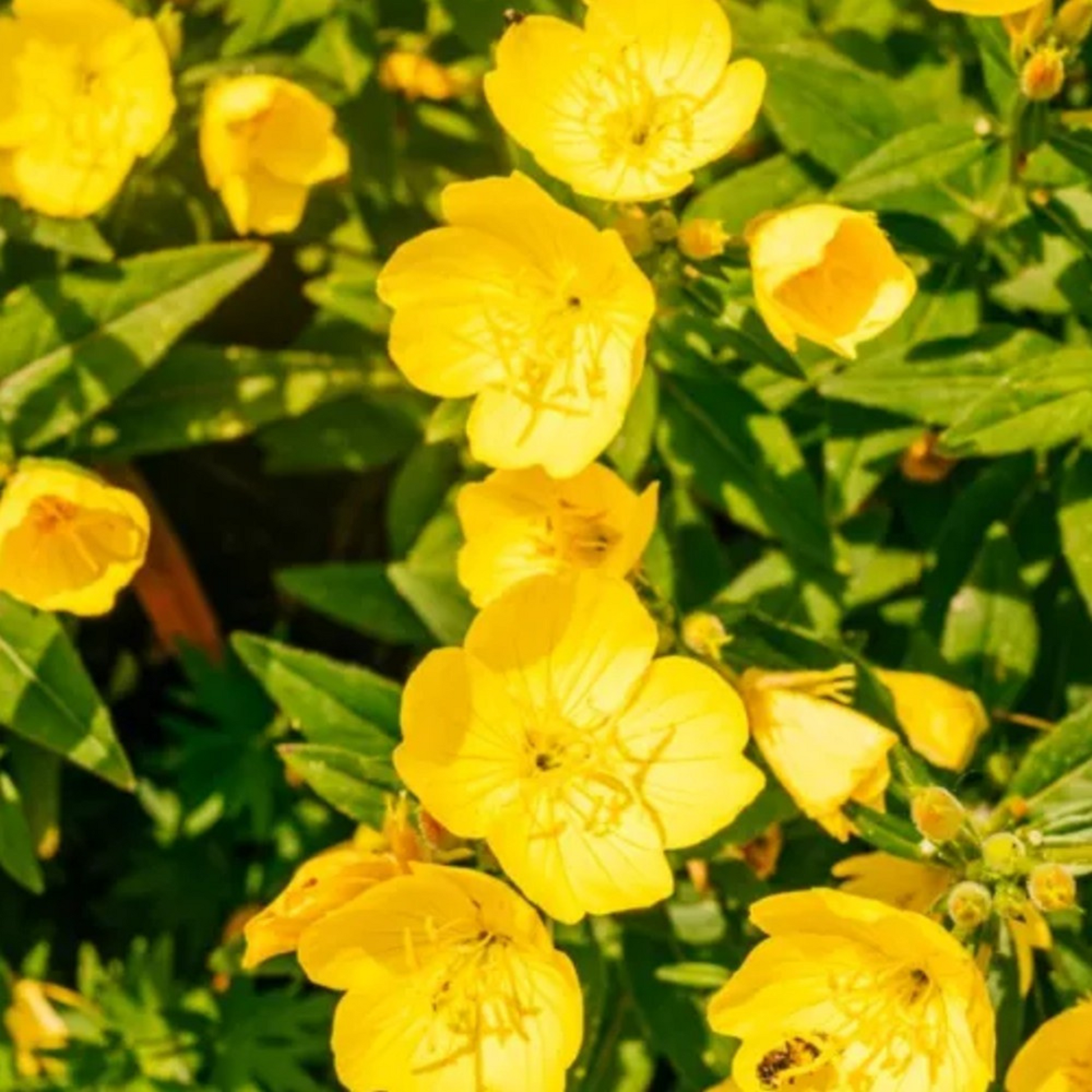 Evening Primrose are simple flowers to grow and maintain. L’onagre est une fleur simple à cultiver et à entretenir.