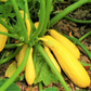 Close-up of illustration of straightneck squash seeds. Gros plan de l'illustration de graines de courge droites.