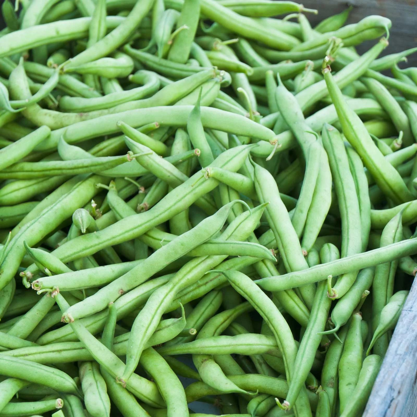 Strike bush green bean seeds, perfect for your garden. Graines de haricots verts de brousse, parfaites pour votre jardin.