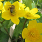 Swamp marigold for a touch of sunshine in your garden. Marais marais pour une touche de soleil dans votre jardin.