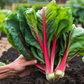 A Man holding a bunch of Rhubarb Swiss Un homme tenant un tas de Rhubarbe Suisse