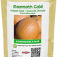 Mammoth Gold Pumpkin Seeds in a pack Graines de citrouille Mammoth Gold en paquet