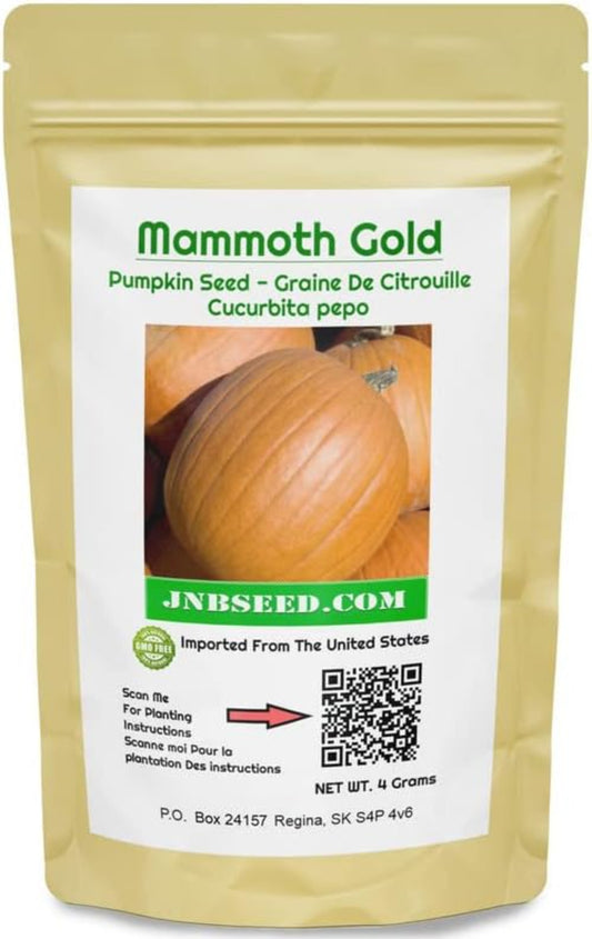 Mammoth Gold Pumpkin Seeds in a pack Graines de citrouille Mammoth Gold en paquet
