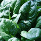 Bloomsdale spinach fresh harvest from vegetable garden Récolte fraîche d'épinards Bloomsdale du potager