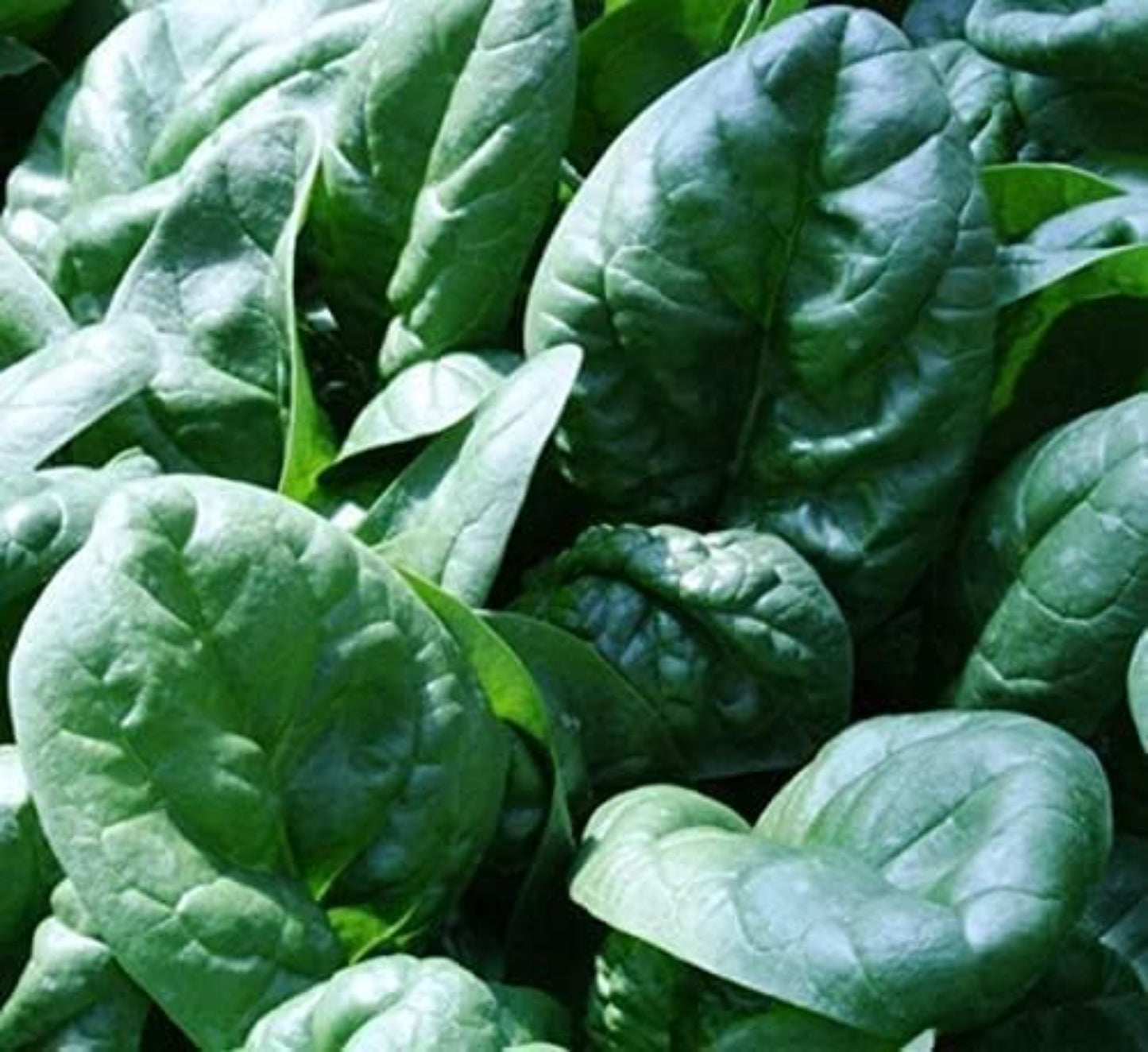 Bloomsdale spinach fresh harvest from vegetable garden Récolte fraîche d'épinards Bloomsdale du potager