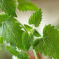 Catnip herb petals ideal for feline friend Pétales d'herbes à chat idéales pour les amis félins