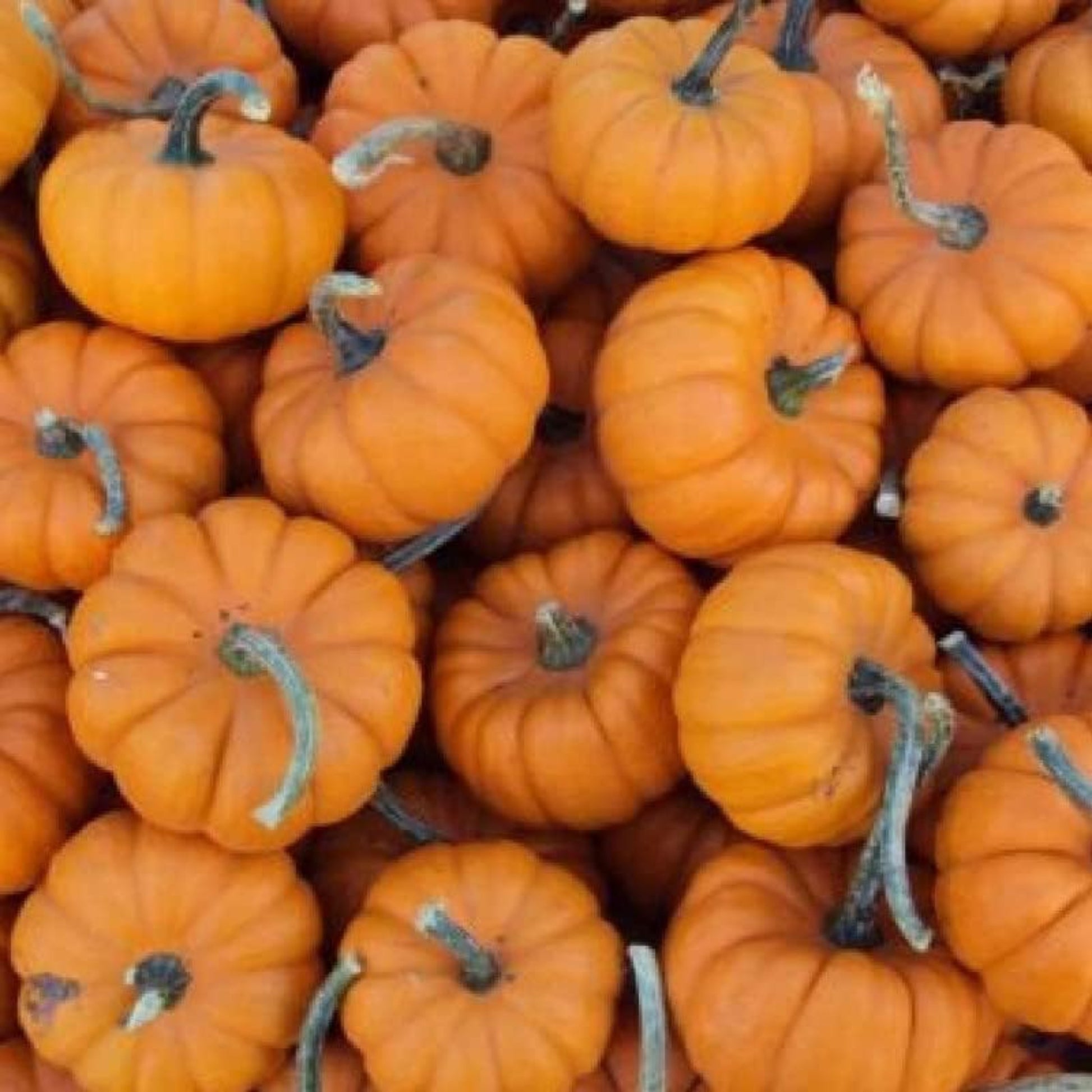 Bunch of Small Sugar Pumpkin Bunch de petite pompe à sucre