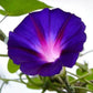 Grandpa Ott Morning Glory Seeds - Start Planting Today Grandpa Ott Morning Glory Seeds - Commencez à planter aujourd'hui