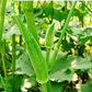 Ensuring a successful and thriving okra patch for gardeners. Assurer un champ de gombo réussi et prospère pour les jardiniers