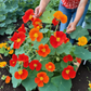 Behold the beauty of Empress of India Nasturtium. Contemplez la beauté de la capucine de l’impératrice des Indes