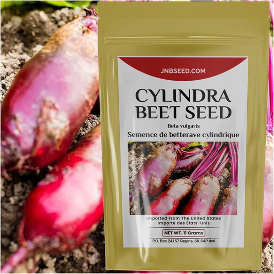 Cylindra Beet for Planting Heirloom Beetroot Vegetable Betterave cylindra pour la plantation de légumes de betterave ancienne