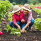 Enjoy the crisp, flavorful radishes they produce. Savourez les radis croquants et savoureux qu’elles produisent.