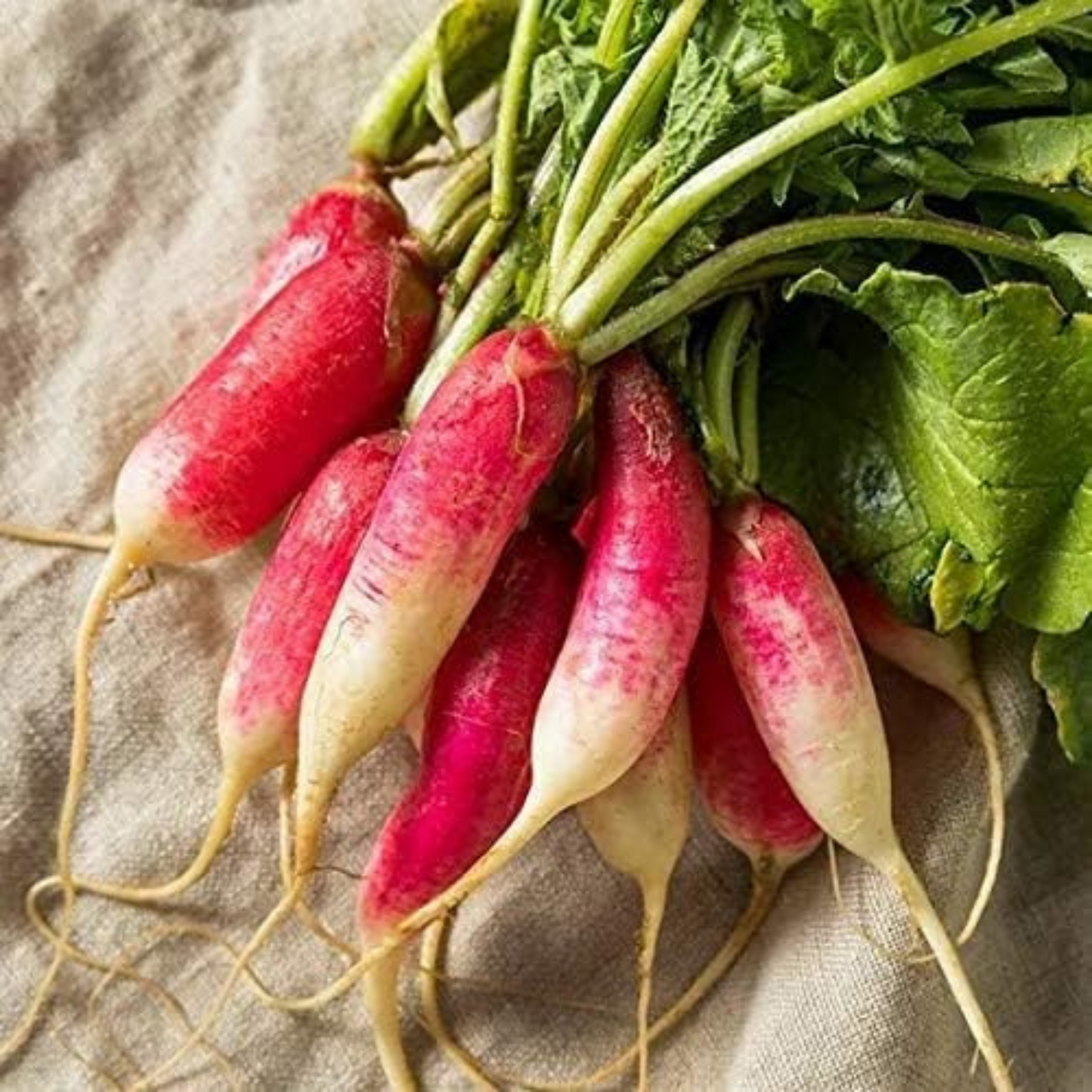 Produce a bountiful crop of tasty and nutritious radishes Produisez une récolte abondante de radis savoureux et nutritifs