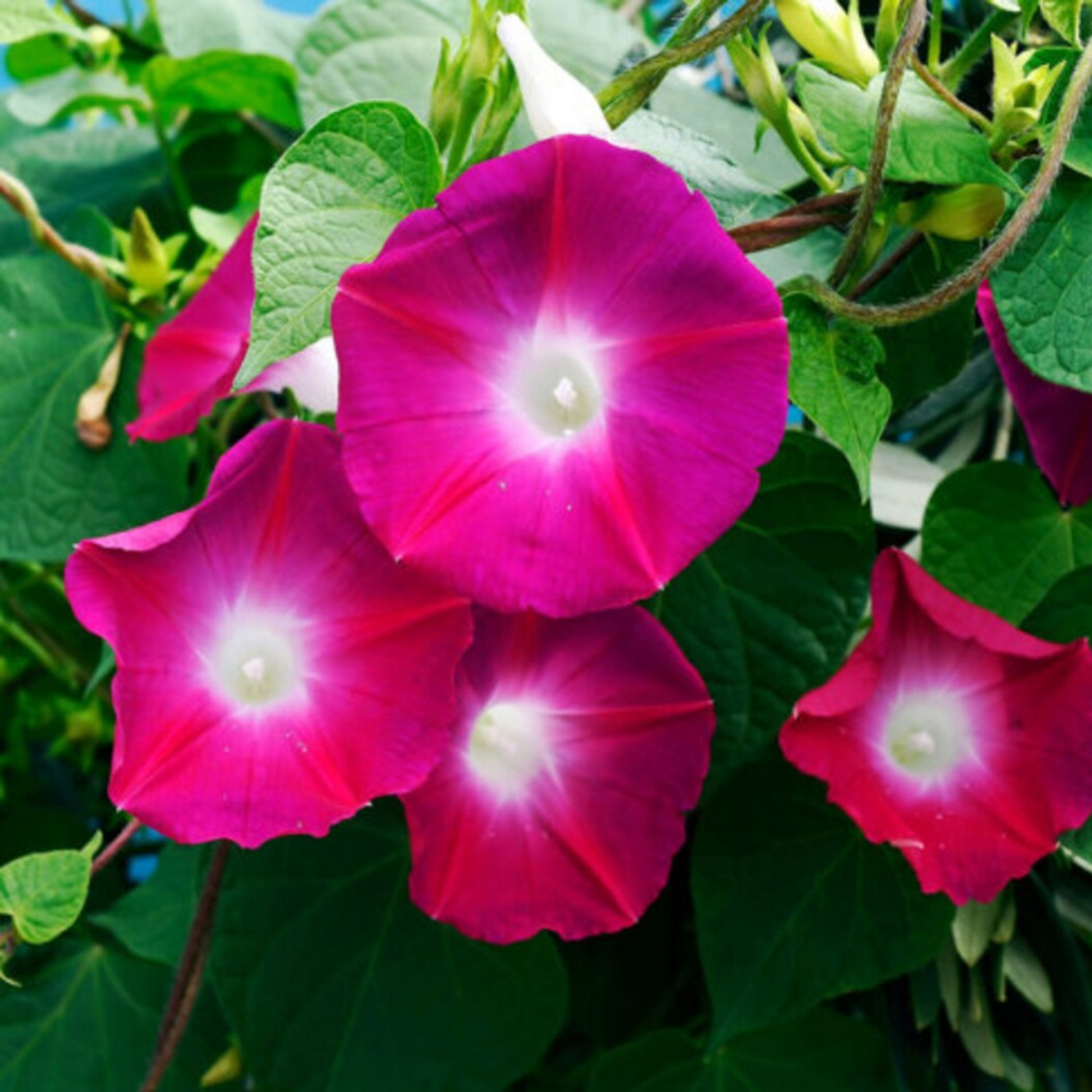 A cluster of vibrant red Morning Glory flowers. Une grappe de fleurs rouge vif de Morning Glory.