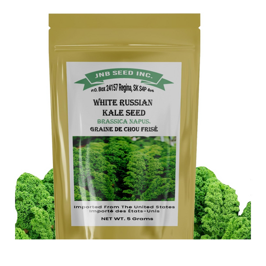 White Russian Kale Seeds for Planting in Canada Graines de chou frisé russe blanc à planter au Canada