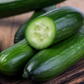 Grow your own Tendergreen Burpless Cucumbers. Cultivez vos propres concombres sans rots Tendergreen.