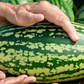 Person holding Jubilee watermelon seeds between fingers Personne tenant des graines de pastèque Jubilee entre les doigts