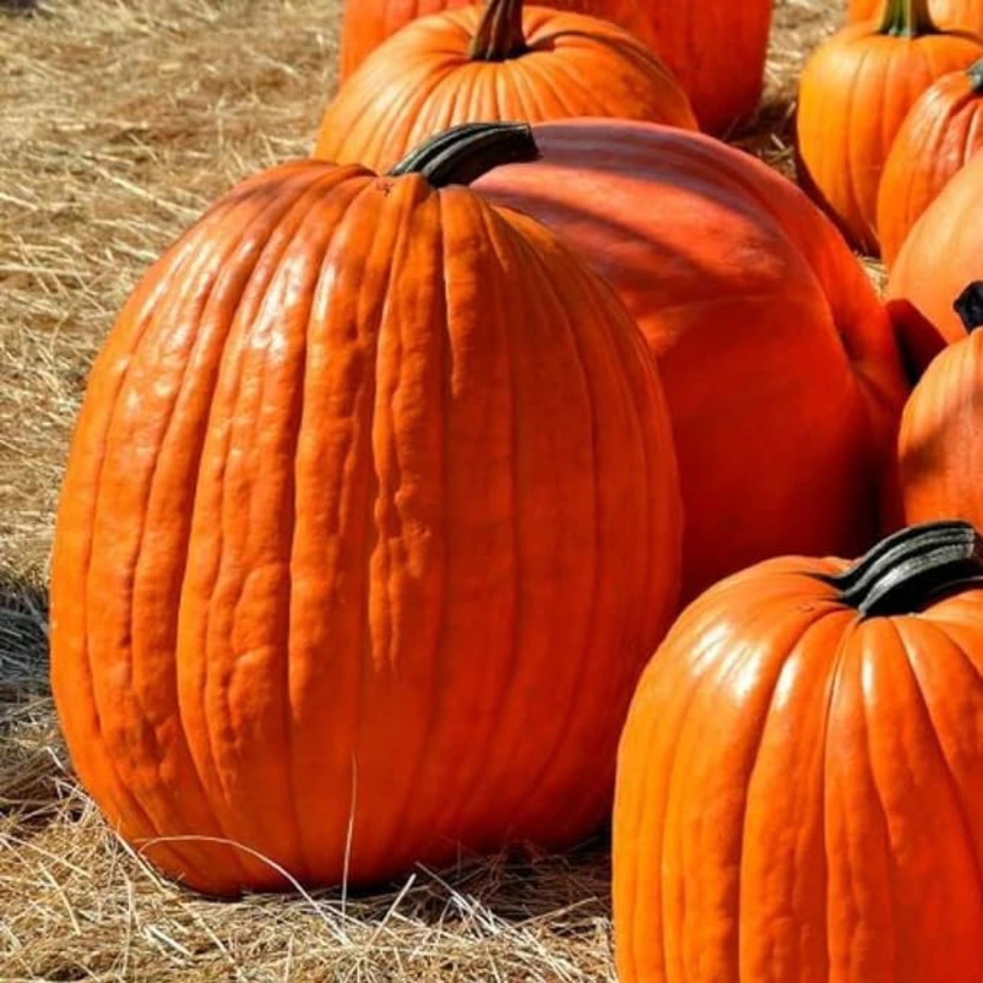 Jack O Lantern Pumpkin Seeds Perfect for carving Graines de citrouille Jack O Lantern Parfaites pour la sculpture