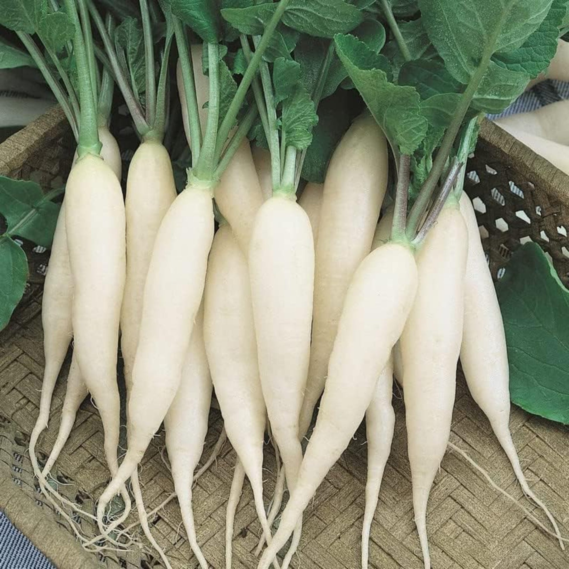 Close-up of White Icicle Radishes in a basket Close-up de radis glaçons blancs dans un panier