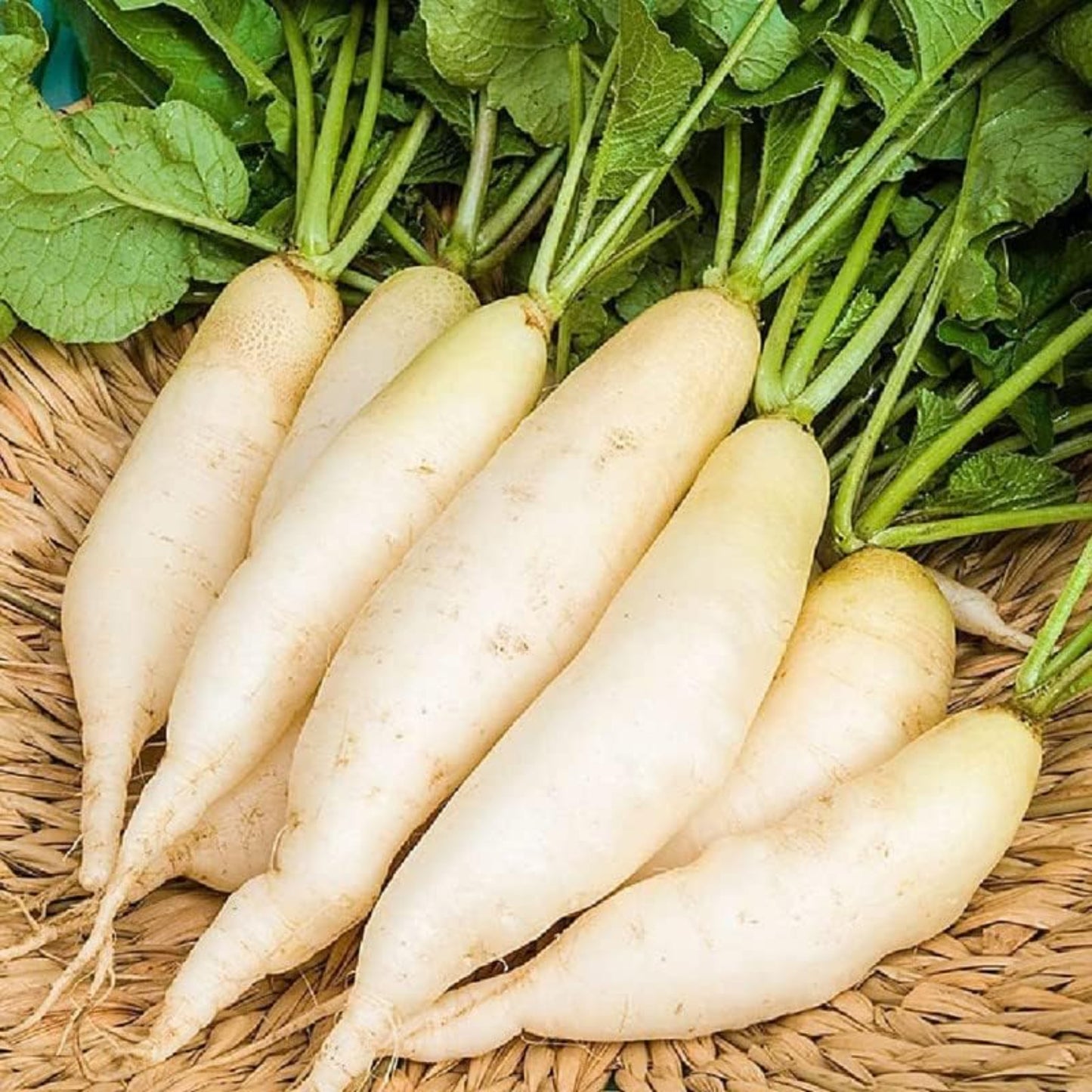 Bunch of White Icicle Radishes with green tops attached Bande de radis glaçons blancs avec des sommets verts attachés