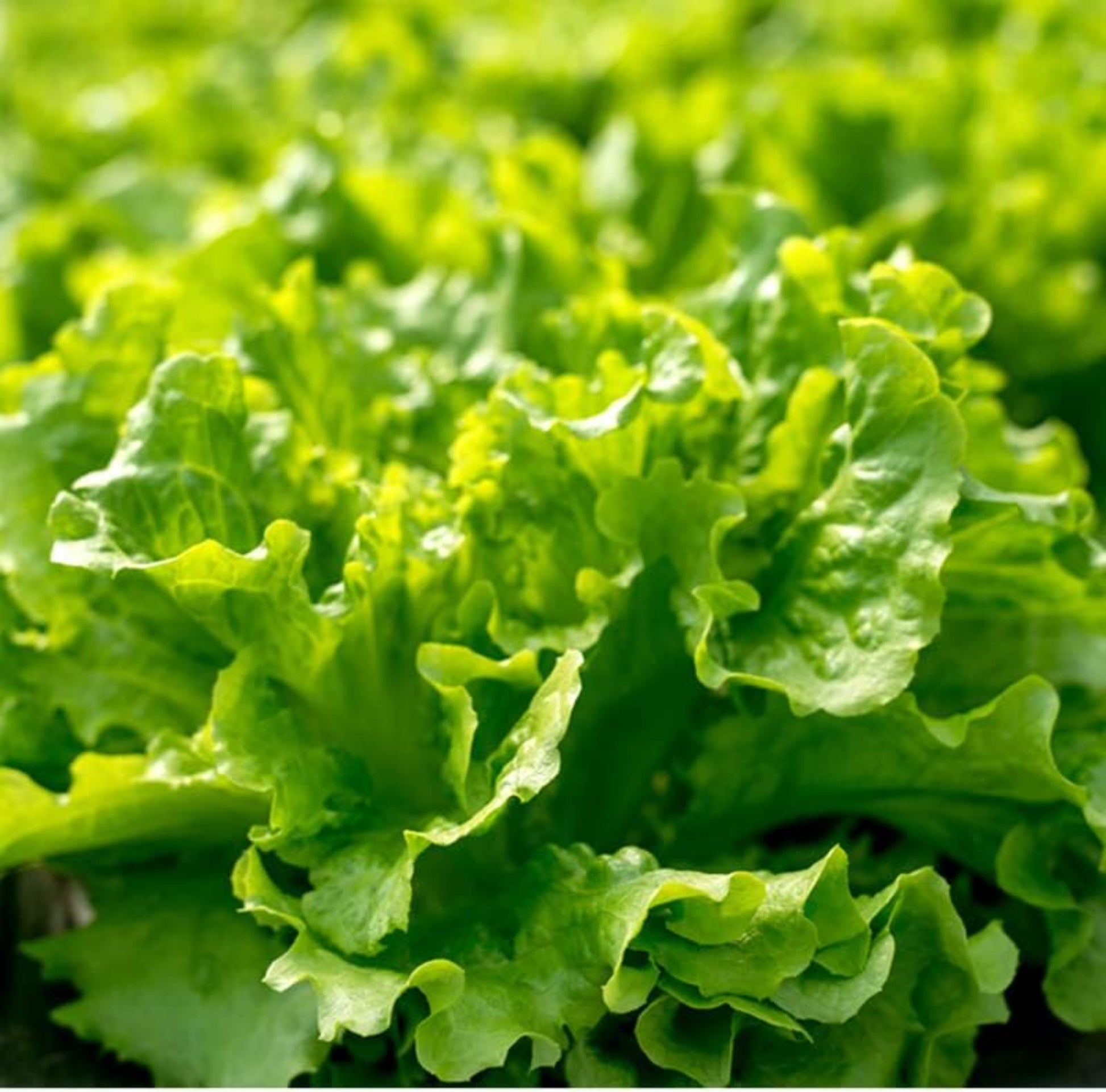 Fresh harvested Black Seeded Simpson Leaf Lettuce from Vegetable Garden Laitue feuille Simpson aux graines noires fraîchement récoltée du potager