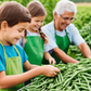Bountiful harvest of Greencrop snap beans Récolte abondante de haricots mange-tout Greencrop