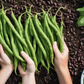 Vibrant Greencrop bush beans ready for picking Haricots nains Greencrop vibrants prêts à être cueillis