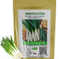  Leek Seeds: Large American Flag (Approx. 1000 Seeds-3.5 Grams) Non GMO Open Pollinated