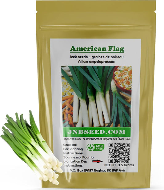  Leek Seeds: Large American Flag (Approx. 1000 Seeds-3.5 Grams) Non GMO Open Pollinated