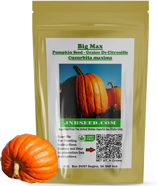 Packet of Big Max Pumpkin Seeds Packet de grosses graines de citrouille max