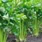 Close-up of vibrant Tall Utah Celery Gros plan sur le céleri Tall Utah vibrant