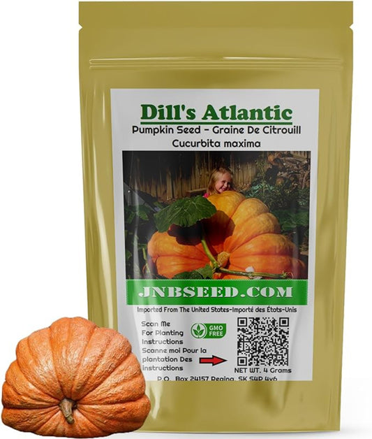 Giant Pumpkin Dill's Atlantic Seeds for Harvests Graines de l'Atlantique de citrouille géante pour les récoltes 