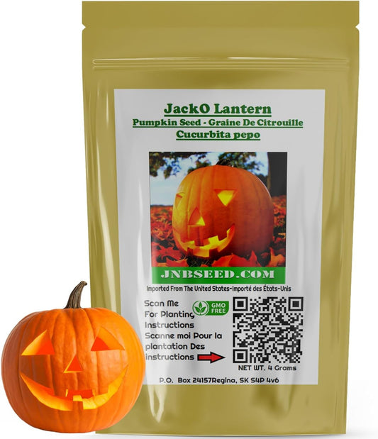 Packet of Jack O Lantern Pumpkin Seed Paquet de graines de citrouille Jack O Lantern