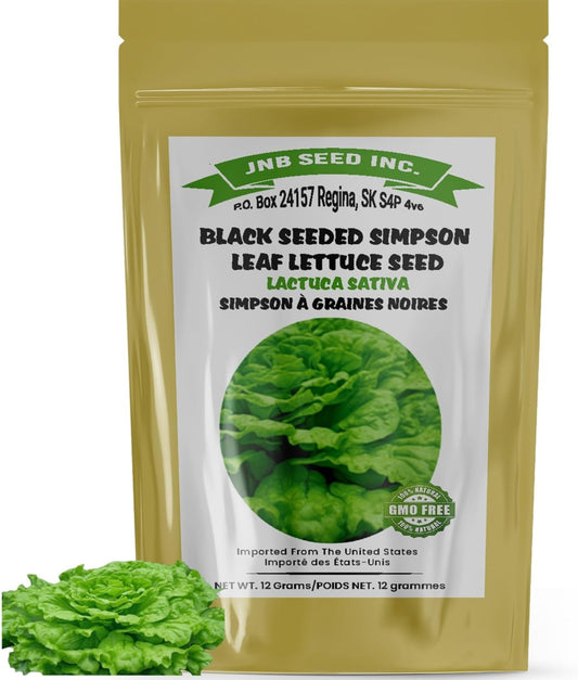 Black Seeded Simpson Leaf Lettuce Seed Pack ideal for Canada planting Pack de graines de laitue à feuilles Simpson à graines noires, idéal pour la plantation au Canada