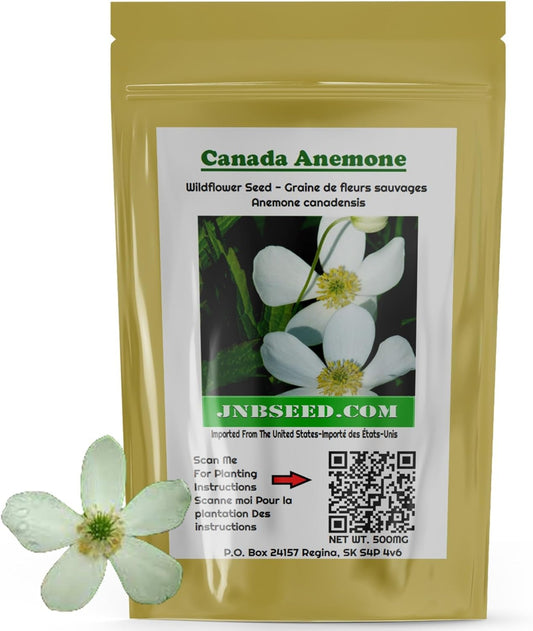 Canada Anemone Wildflower Seed pack ideal for Canada planting Jardinier s'occupant d'un champ de zinnias géants de Californie