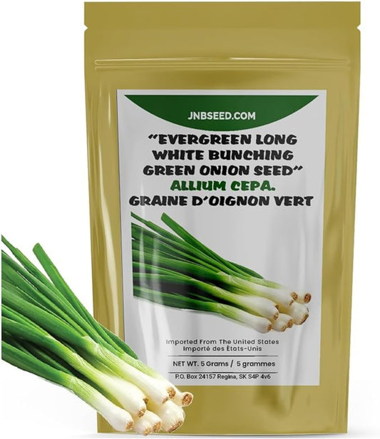 Evergreen Long White Bunching Seeds for Garden Graines à feuilles persistantes longues et blanches pour le jardin 