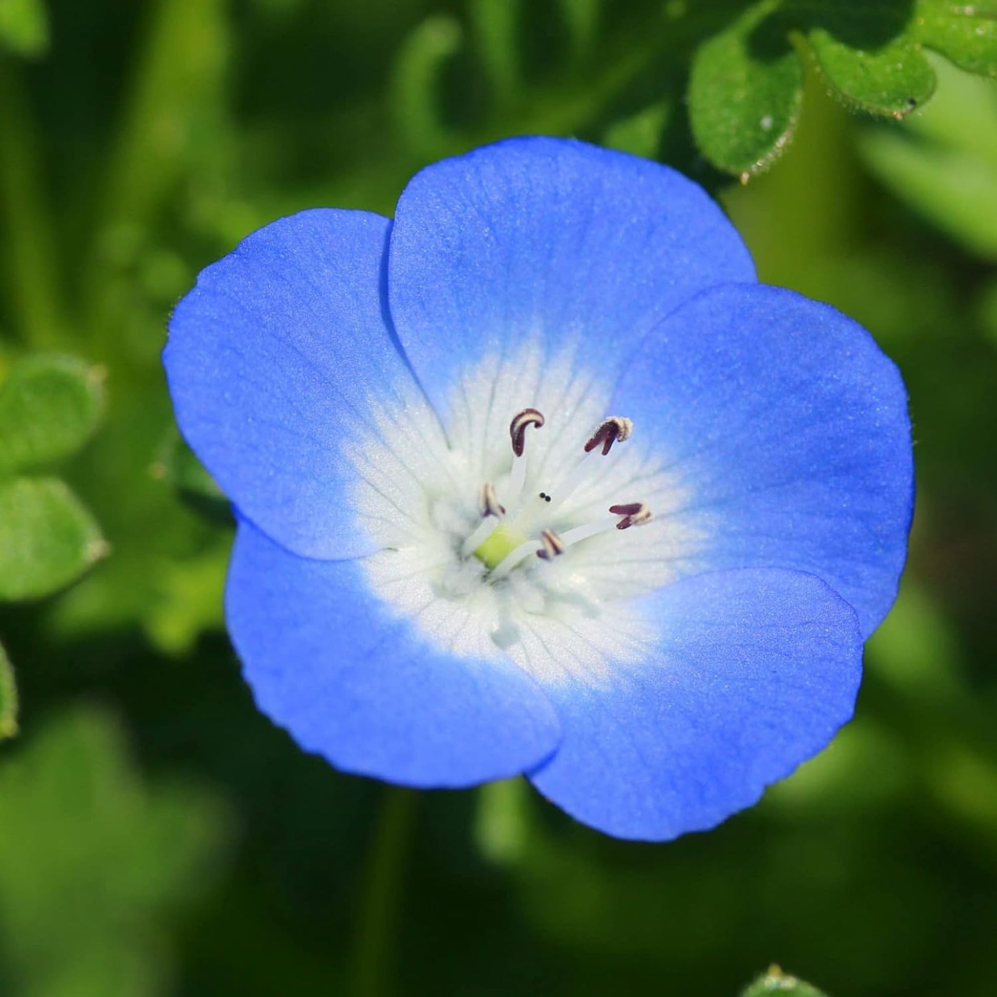 Canadian wildflower Baby Blue Eyes blooming Fleurs sauvages canadiennes Baby Blue Eyes en fleurs