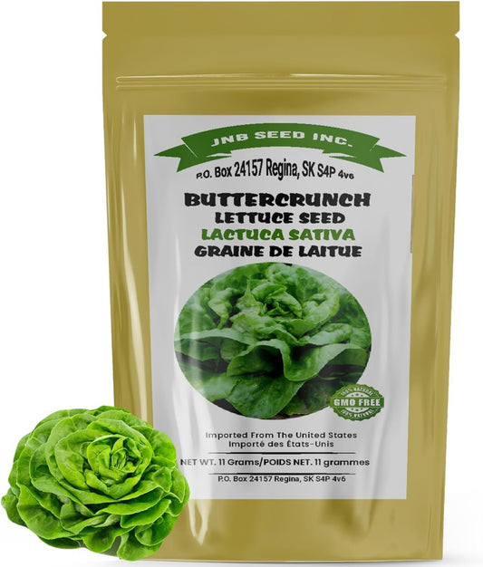 Buttercrunch Lettuce Seed pack ideal for Canada planting Pack de graines de laitue Buttercrunch idéal pour la plantation au Canada