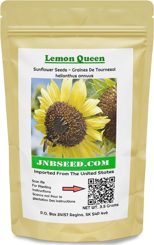 Lemon Queen Sunflower Seeds in a pack Graines de tournesol Lemon Queen en paquet