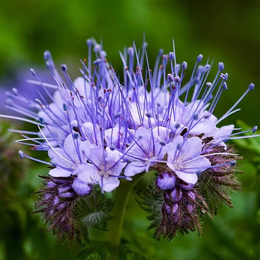 Lacy Phacelia's purple flowers up close Lacy Phacelia fleurs violettes de près