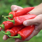 Hungarian Hot Pepper Seeds Spicy Pepper Cultivation Graines de piment hongrois Culture de piment épicé